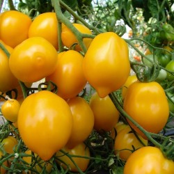 Tomato Seeds Lemon Plum