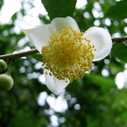 Tea Plant Details about   Camellia sinensis Darjeeling 5 Seeds 