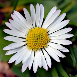 Common Daisy, Lawn Daisy or English Daisy Seeds