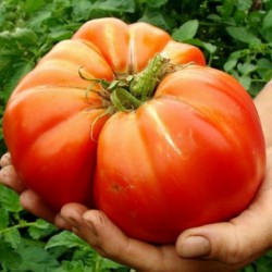 Семена гигантских томатов...