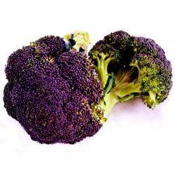 Purple Broccoli Calabrese...