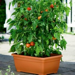 Madjarski paradajz seme Mano