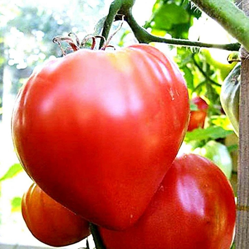 Semi di pomodoro Cuore di bue ungherese Prezzo €1.75 Semi di pomodoro Cuore di bue ungherese Prezzo €1.75