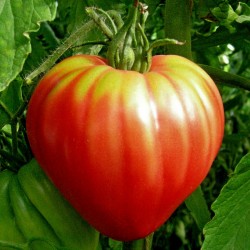 Семена помидоров венгерское...