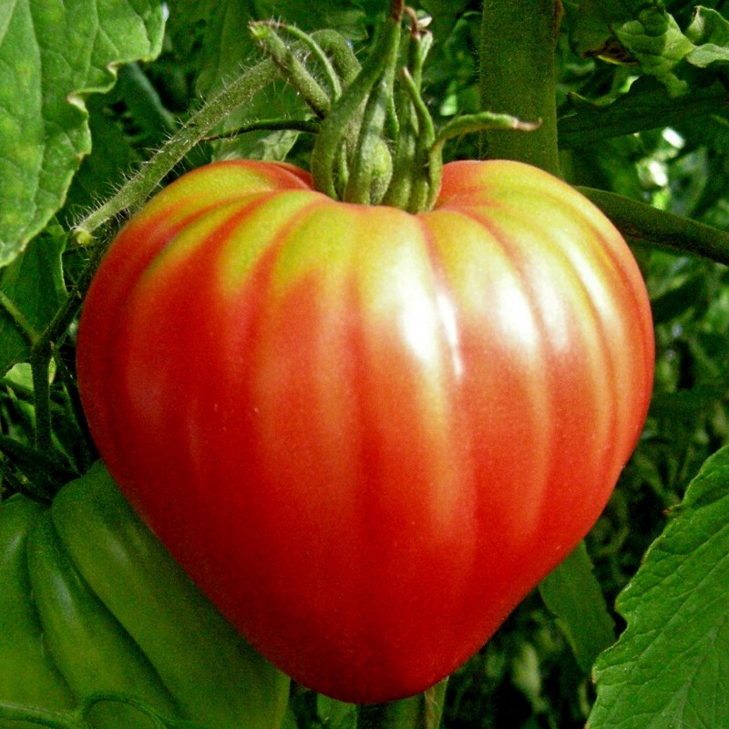 Tomate Coeur de Boeuf / Oxhearth Tomato