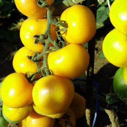 Semillas de tomate Romus