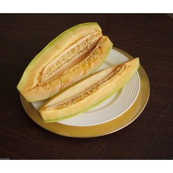 Sementes Banana Melon - Melão Banana - Exclusivo Exótico