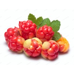Моро́шка семена (Rubus...