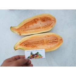 Exotische Melone Banana Samen